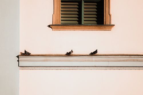 Free Pigeons perched on a wall ledge under a window, captured in Budapest, Hungary. Stock Photo