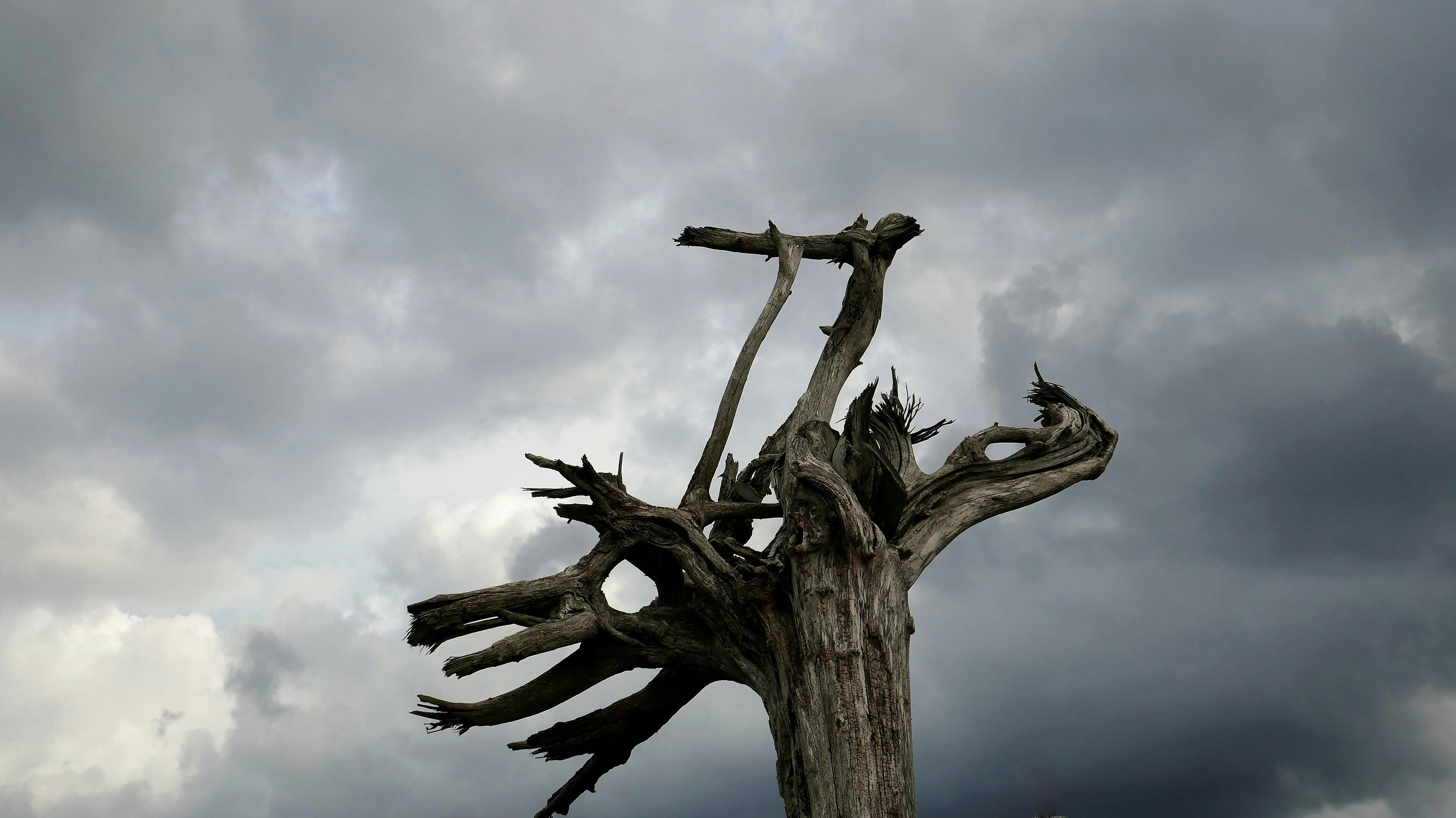 Free stock photo of dark clouds, dead tree, desolate landscape