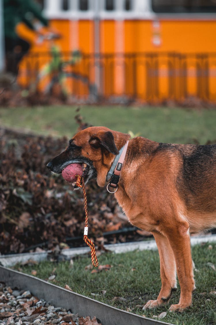 Dog With Ball