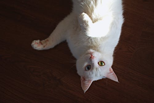 Photo of Short-Coated White Cat Lying on Brown Wooden Surface