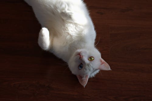 Short-coated White Cat Laying On Brown Wooden Surface