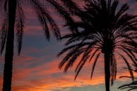 西班牙帕尔马，棕榈树在充满活力的日落天空下呈现剪影