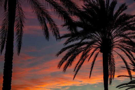 西班牙帕尔马，棕榈树在充满活力的日落天空下呈现剪影