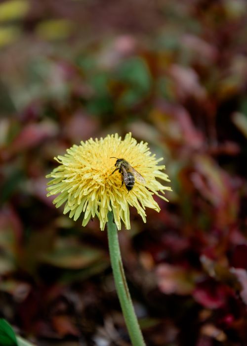 Free A close-up of a bee pollinating a yellow dandelion, showcasing nature's beauty. Stock Photo