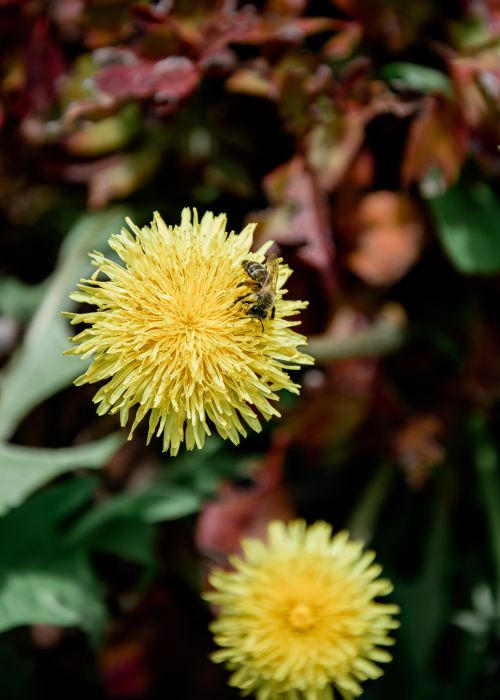 Free A bee collects pollen from a bright yellow dandelion in a garden with lush foliage. Stock Photo