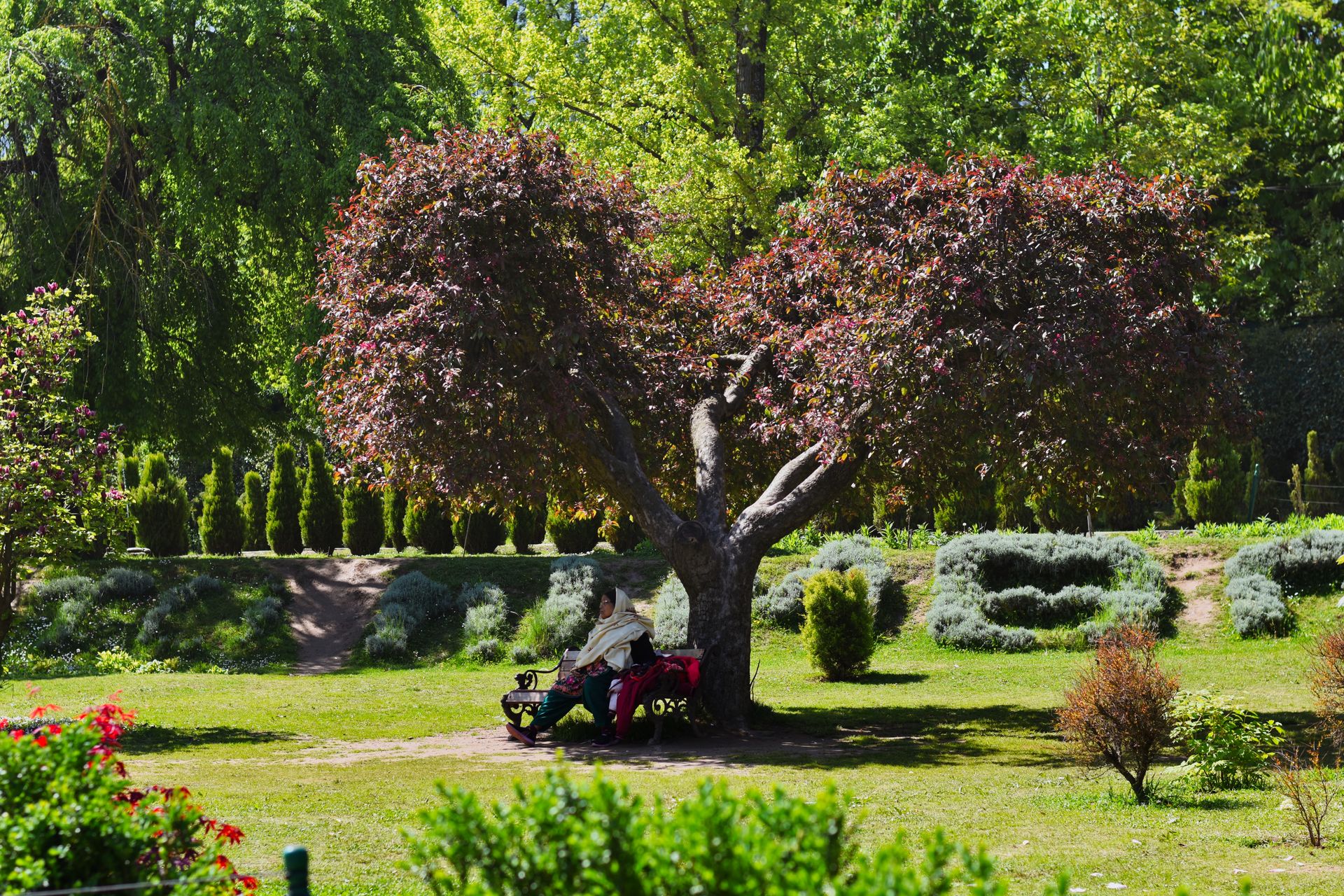 A peaceful scene of a woman relaxing on a bench beneath a cherry blossom tree in a lush Kashmir park.