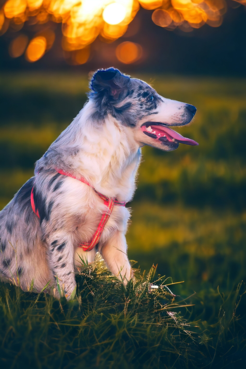 Free Beautiful Border Collie sitting in a Brazilian field during sunset, showcasing a serene and joyful moment. Stock Photo
