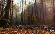 薄雾与金色叶子点缀的迷人秋林，营造出一种宁静的秋日氛围