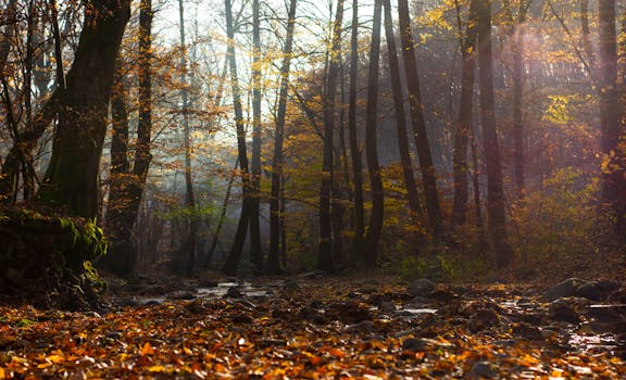 薄雾与金色叶子点缀的迷人秋林，营造出一种宁静的秋日氛围