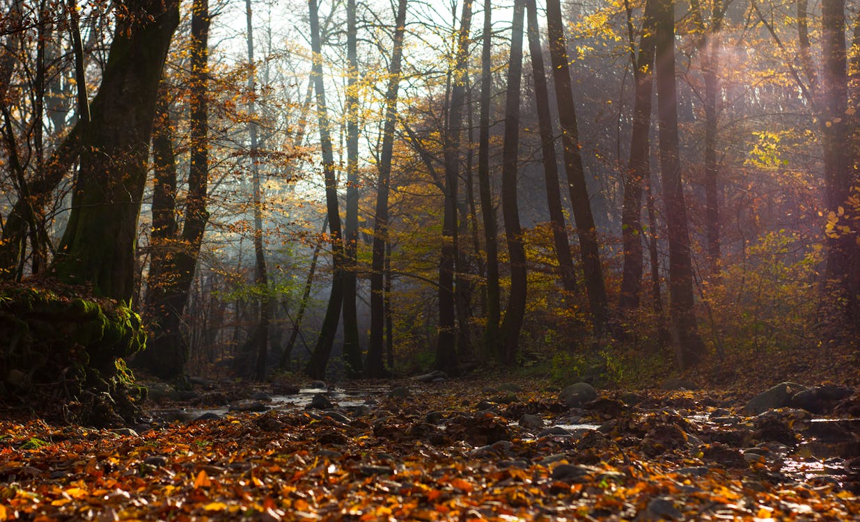 Withered Leaves Near Trees