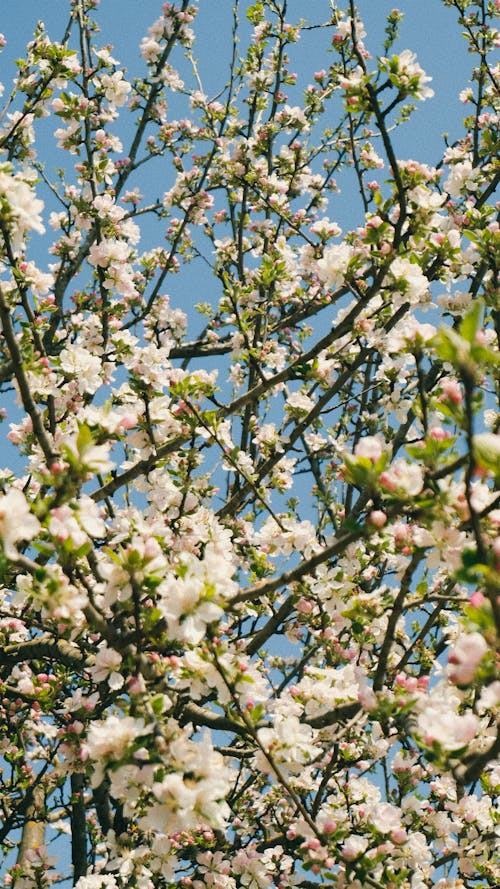 Gratis arkivbilde med blomster, blomstre, epletre