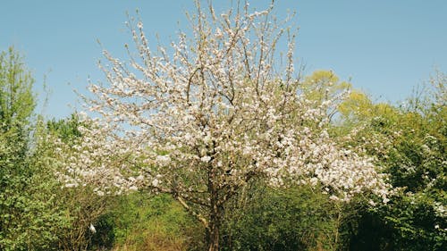 Blossoming Cherry Tree in a Grove