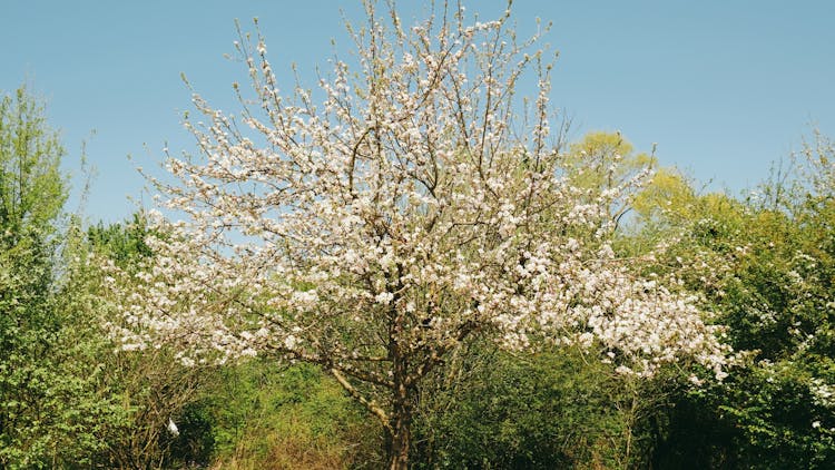 Blossoming Cherry Tree In A Grove