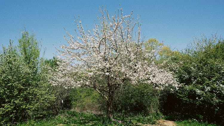 Blossoming Cherry Tree In A Grove 