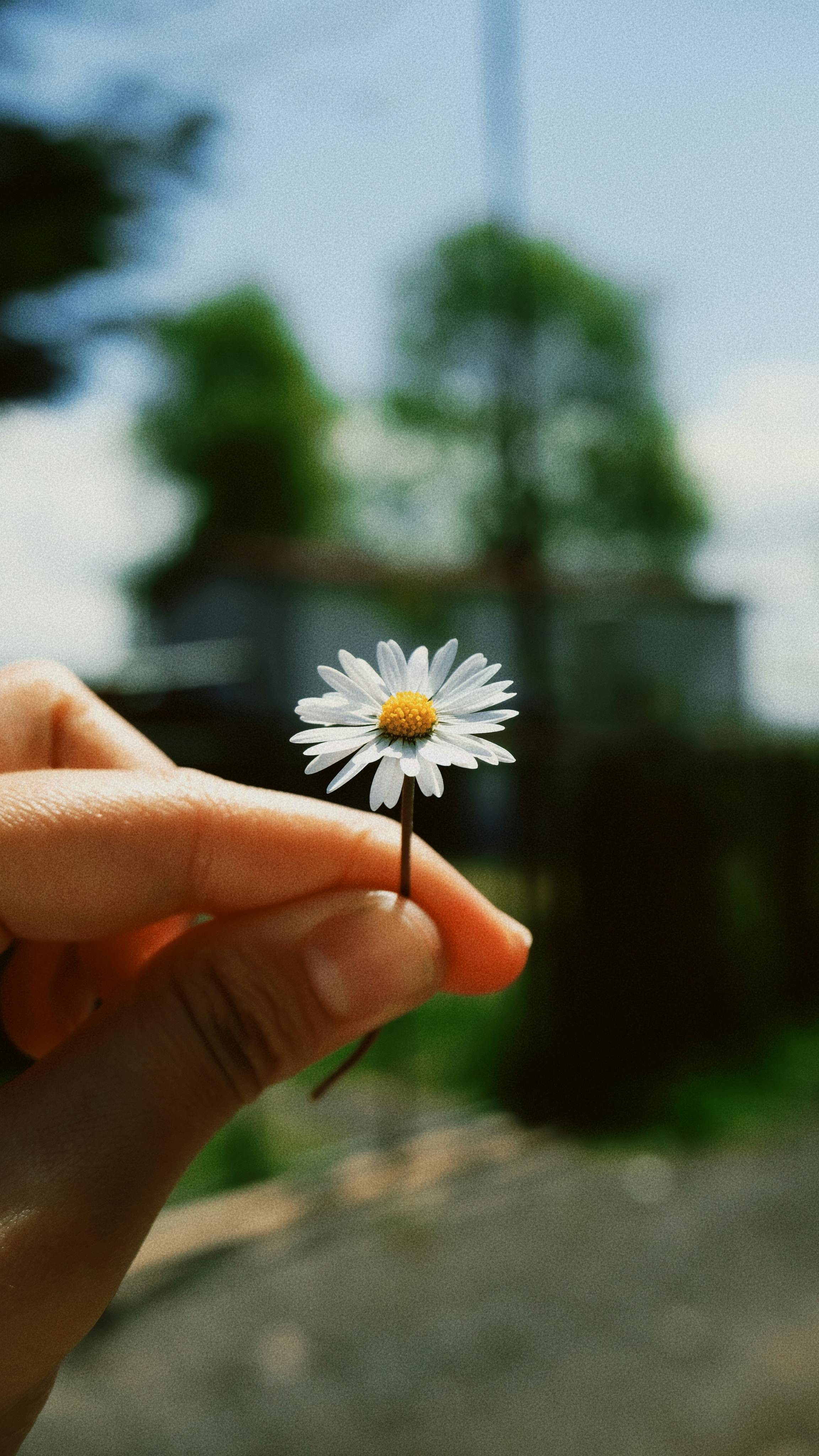 Person Holding Green and White Flower Bouquet · Free Stock Photo