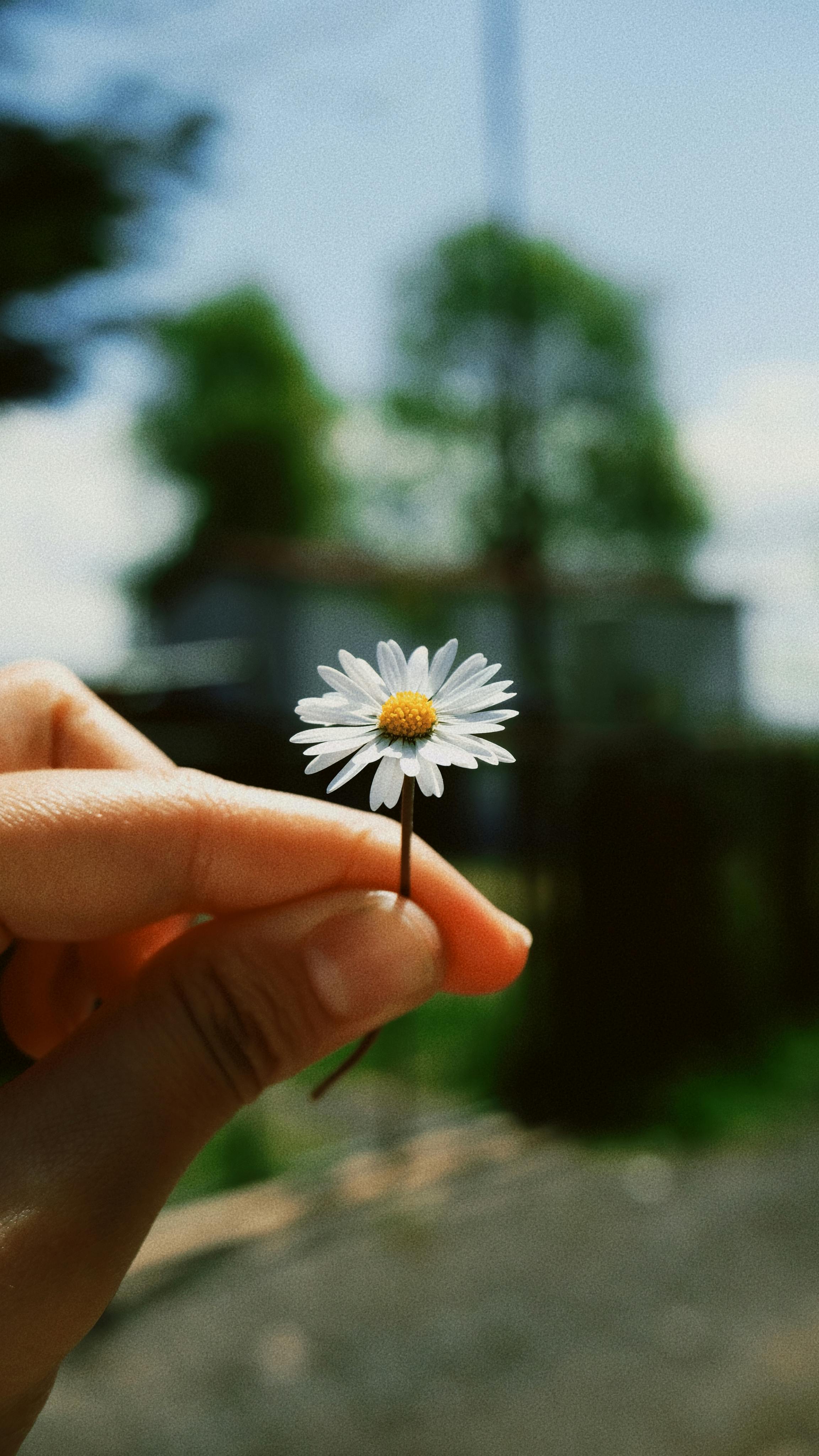 Selective Focus Photo of Woman Holding a White Daisy Flower · Free Stock  Photo