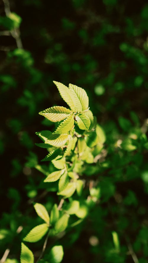 Close-up of Tree Leaves 