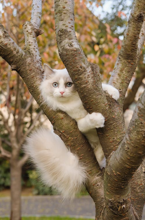 貓爬在樹上的照片