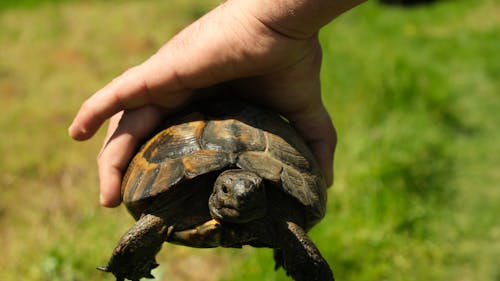Imagine de stoc gratuită din broască țestoasă, cochilie, fotografie de animale