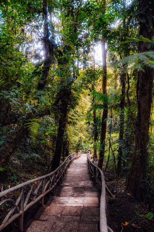 Free stock photo of jungle, path