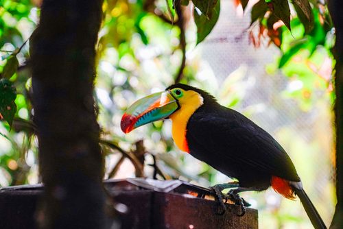 Free Colorful rainbow-billed toucan perched amidst lush tropical foliage. Stock Photo