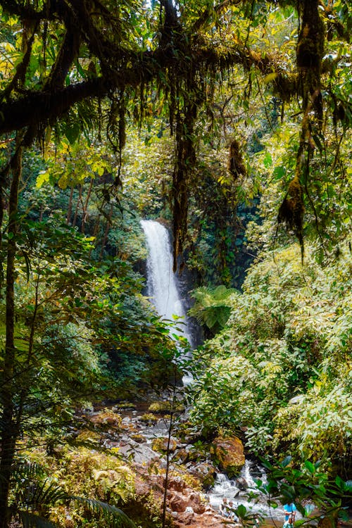 Foto stok gratis air terjun, alam, hutan