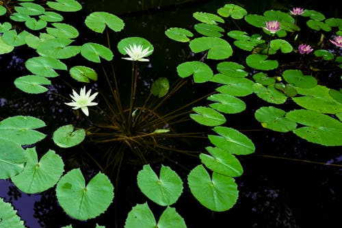 Foto profissional grátis de água, flores, lago