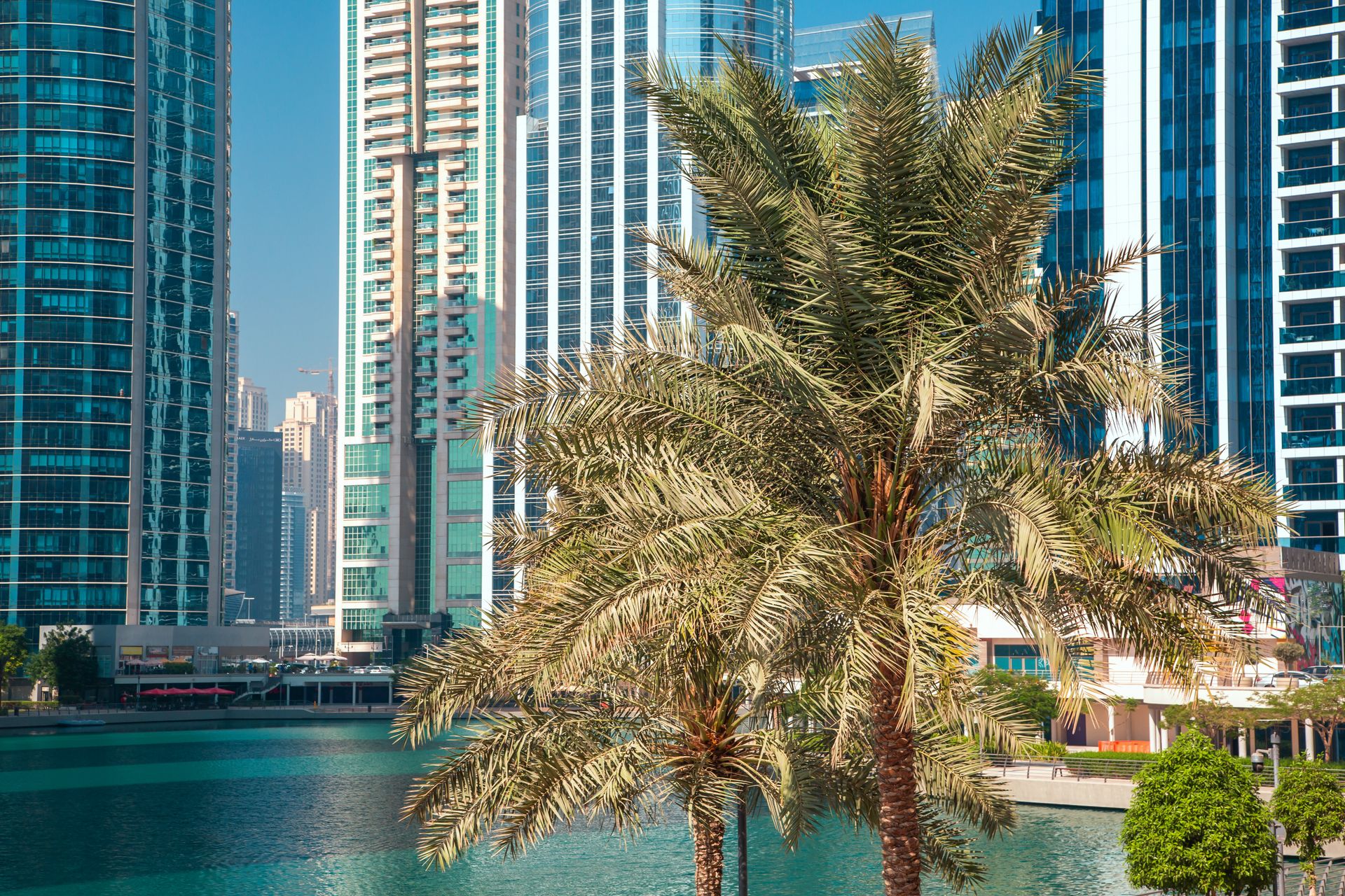 Captivating view of Dubai Marina skyscrapers with palm trees on a clear day.