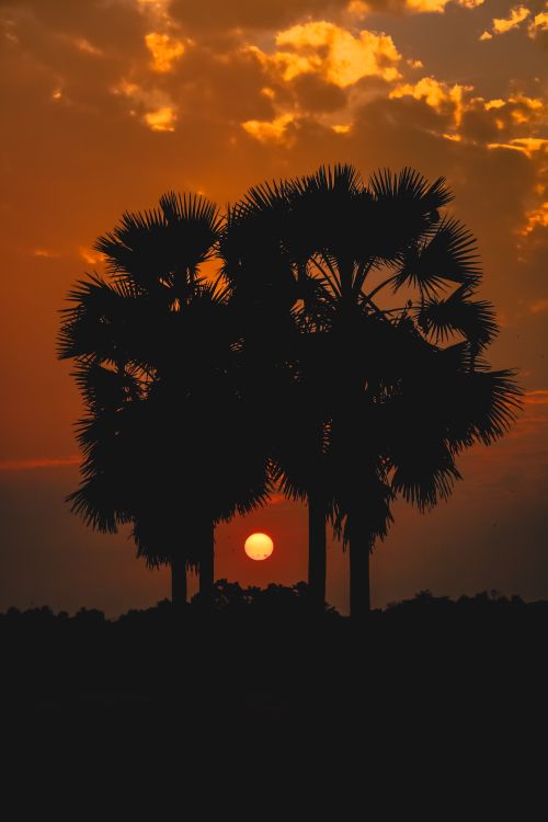 Free Beautiful sunset with palm tree silhouettes creating a serene landscape view. Stock Photo