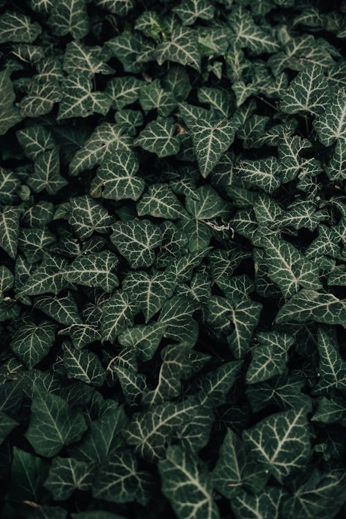 Foto stok gratis Daun-daun, hijau, ivy