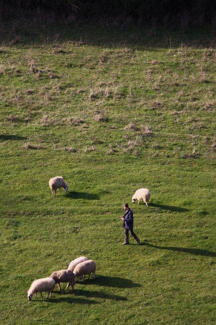 A shepherd oversees his flock in a green pasture, capturing rural tranquility.