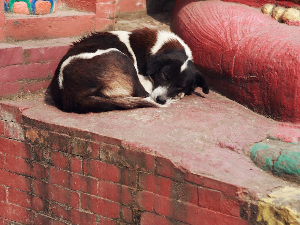 A Dog Sleeping on the Wall · Free Stock Photo