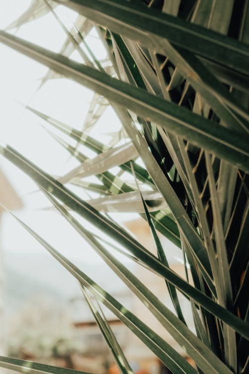 Close-up of Palm Leaves 