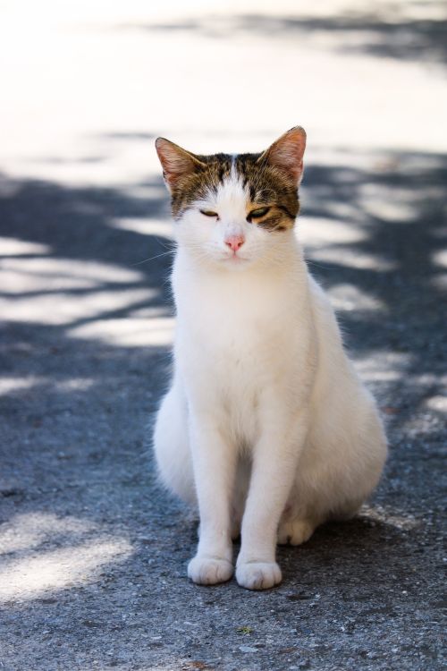 Free A white cat with tabby markings sitting on a sunlit sidewalk, exuding calm. Stock Photo