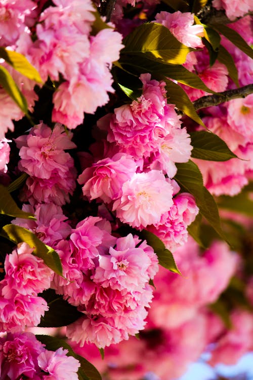 Pink Flowers of Japanese Cherry