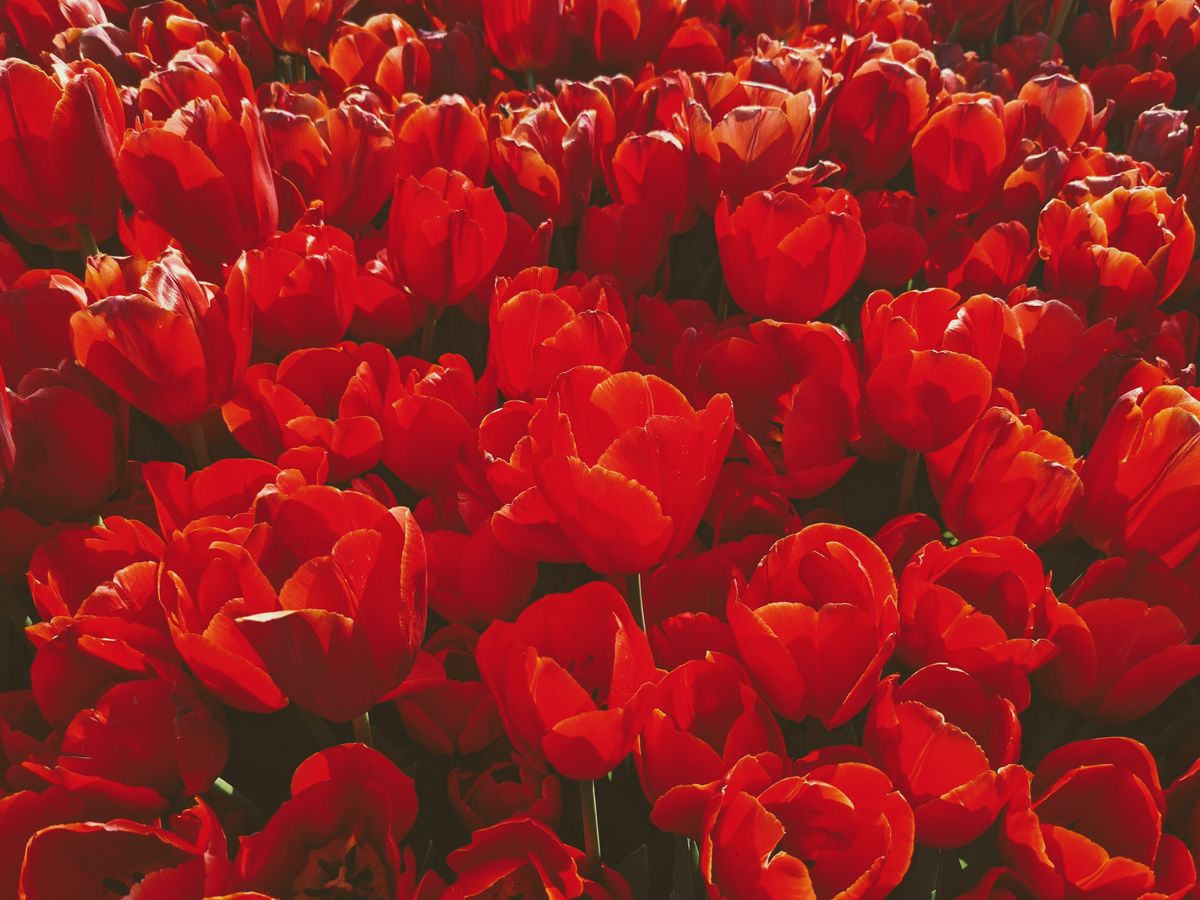 Tulip Wallpaper Photos, Download The BEST Free Tulip Wallpaper Stock ...