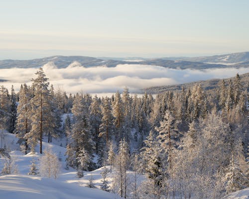 O Lago Krøderen é Cercado Por Pinheiros Cobertos De Neve E Fica Coberto De Neblina Durante O Inverno