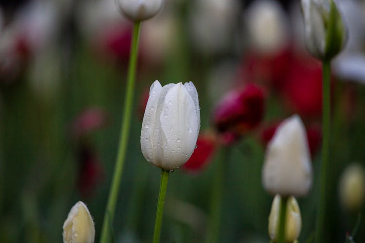 White And Red Tulips In A Garden