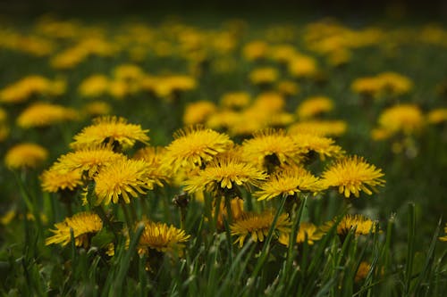 คลังภาพถ่ายฟรี ของ ดอกแดนดิไลออน, ดอกไม้, ธรรมชาติ