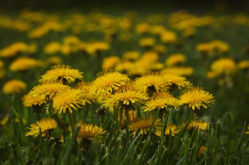 Free Vibrant yellow dandelions blooming in a summer field in Veseud, Romania. Stock Photo