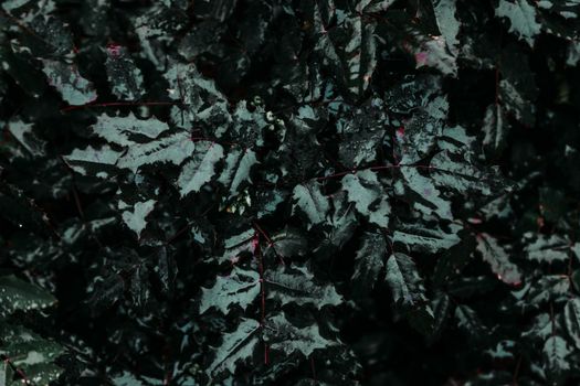 A close-up shot of dark green leaves with raindrops, showcasing the intricate texture and natural beauty.