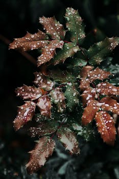 Close-up of lush mahonia leaves with fresh raindrops, capturing the essence of fall.