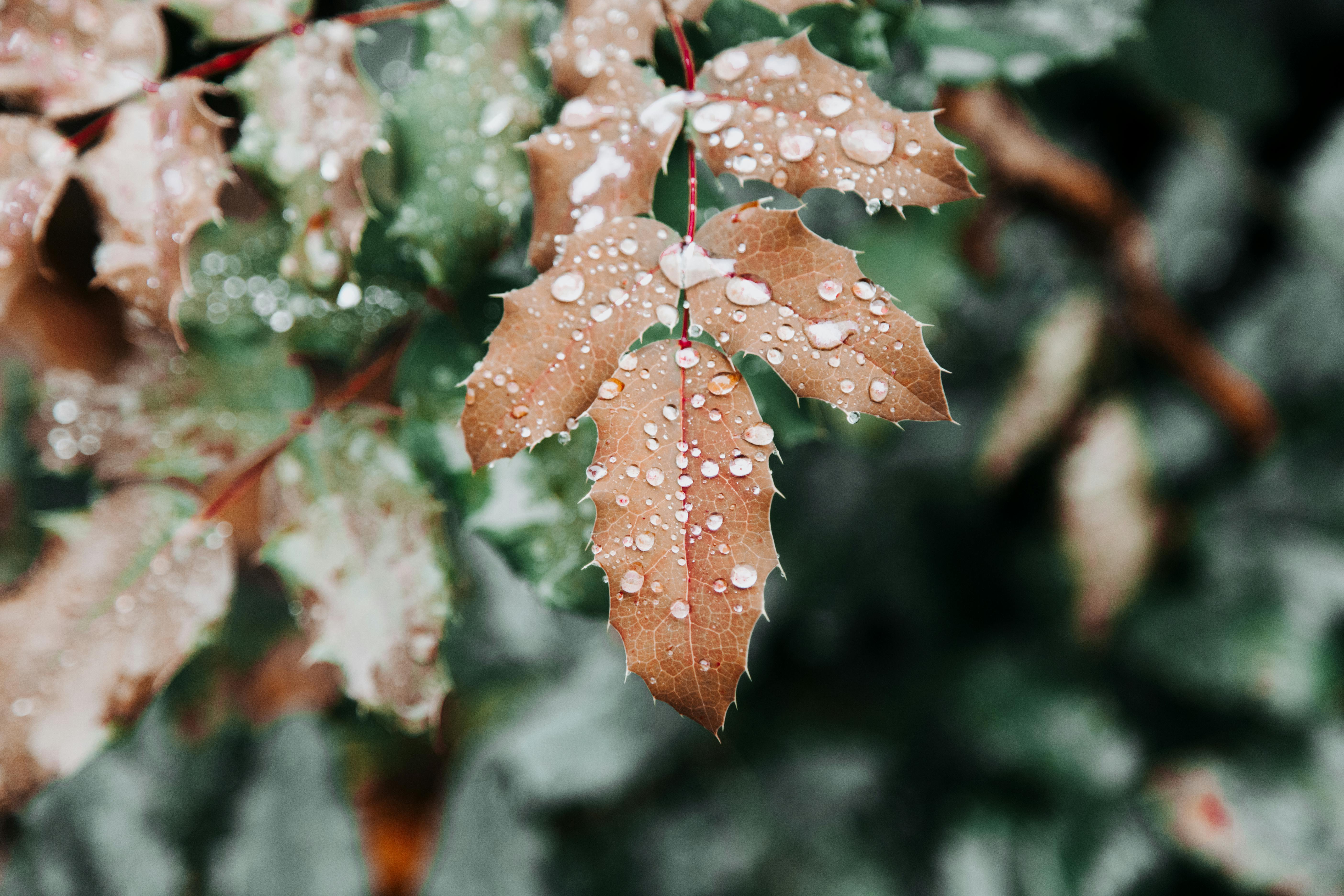 雨滴在秋叶上的特写，彰显了大自然的美丽