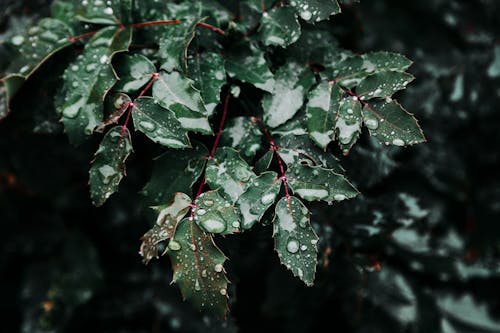 젖은 잎의 클로즈업 사진