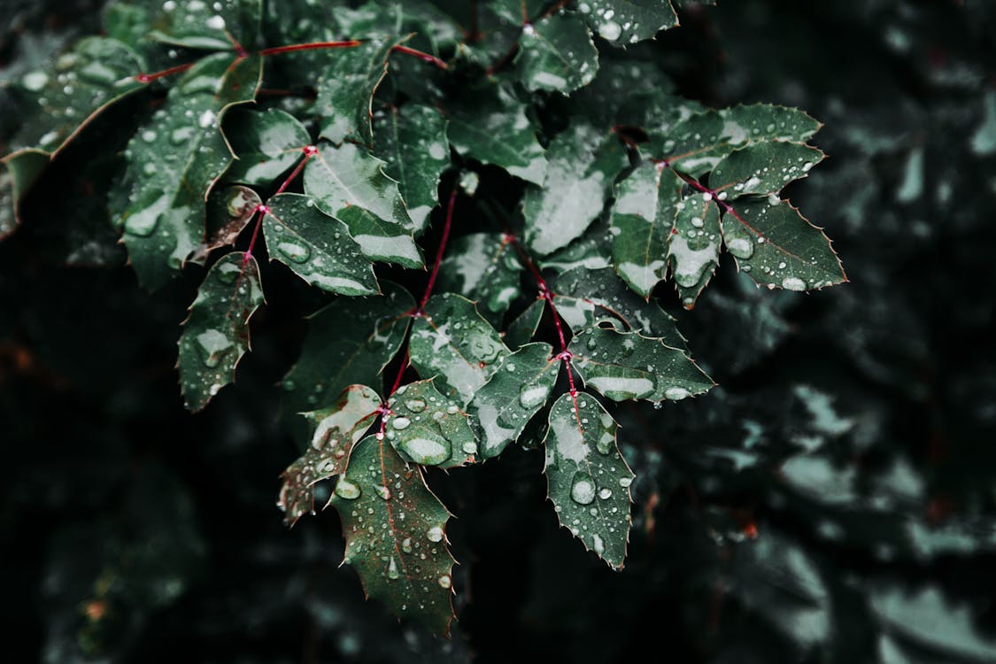 Close-Up Photo of Wet Leaves