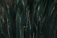 一张深绿色多汁叶子的特写照片，呈现出忧郁的氛围