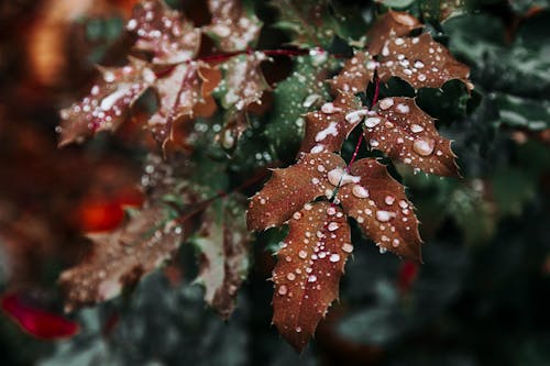 Close-up Photo of Leaves