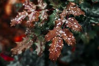 在户外，详细拍摄了带有露珠的棕色叶子，捕捉大自然的美丽