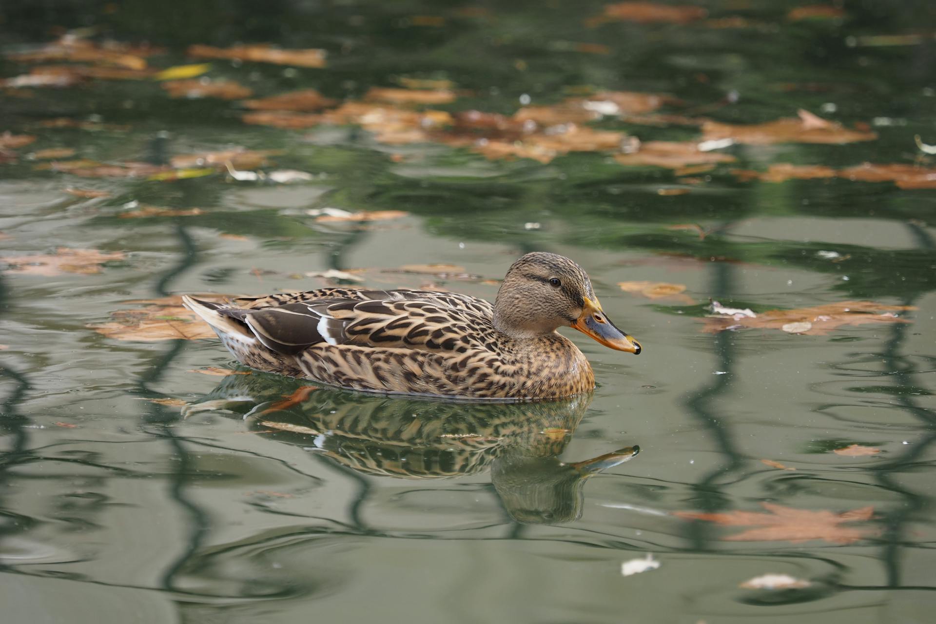 Duck Sailing in Water