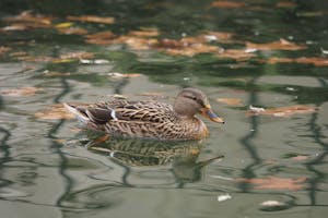 Duck Sailing in Water